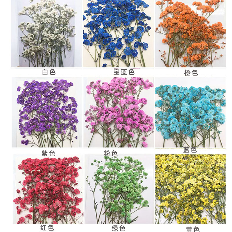 Baby Breath Dried - 100 Pieces of Baby's Breath Plant
