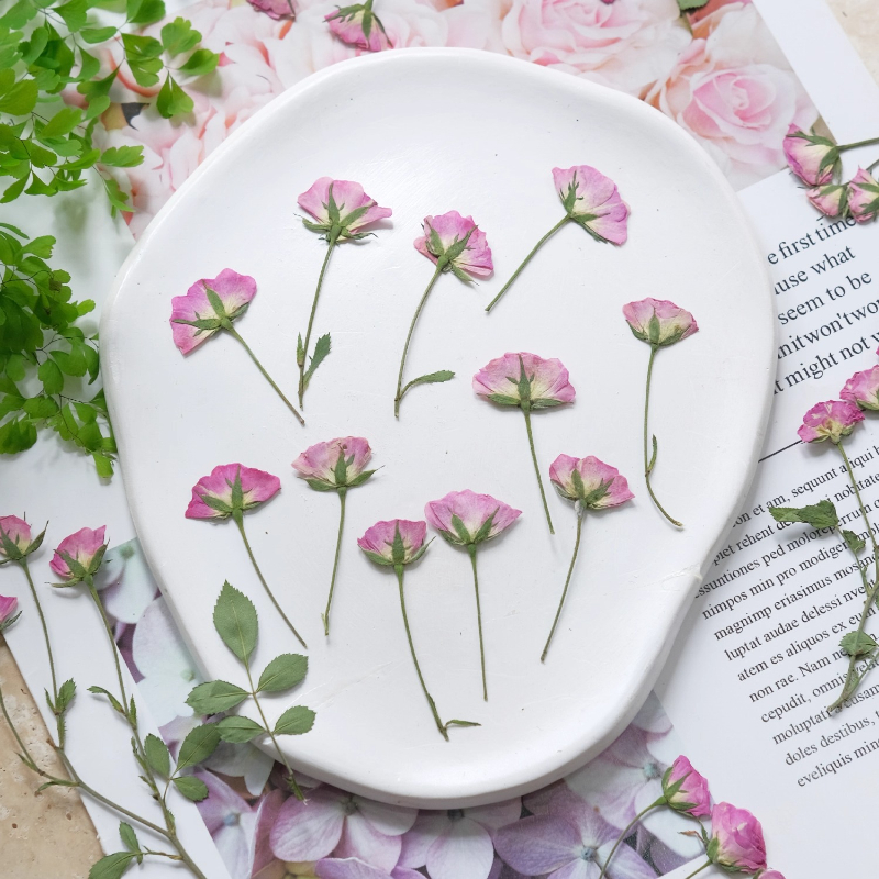 Baby Breath Dried - 12pcs,Mini Pink Rose Pressed Flowers,Real Rose
