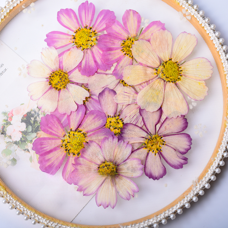 Baby Breath Dried - Gradual Color Gesang Petals Real Dry