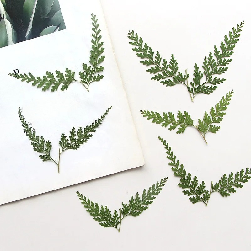 Baby Breath Dried - Nature Pressed Fern Branches,dry Flower DIY