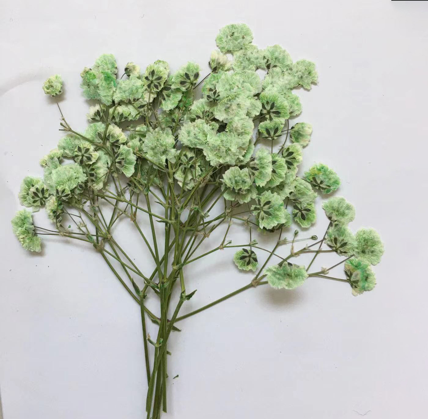100 Pieces of Baby's Breath Pl - Baby Breath Dried บทวิจารณ์และราคา