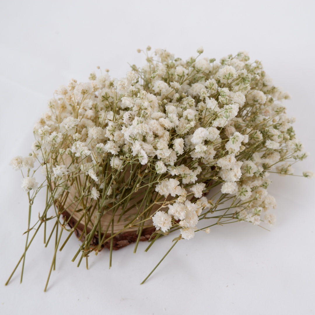 Dried Flowers White Mini Dried - Baby Breath Dried บทวิจารณ์และราคา