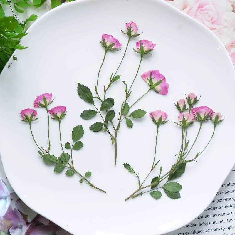 12pcs,Mini Pink Rose Pressed F - Baby Breath Dried บทวิจารณ์และราคา