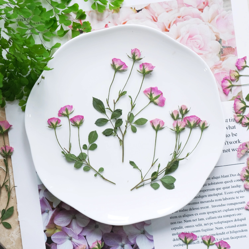 12pcs,Mini Pink Rose Pressed F - Baby Breath Dried บทวิจารณ์และราคา