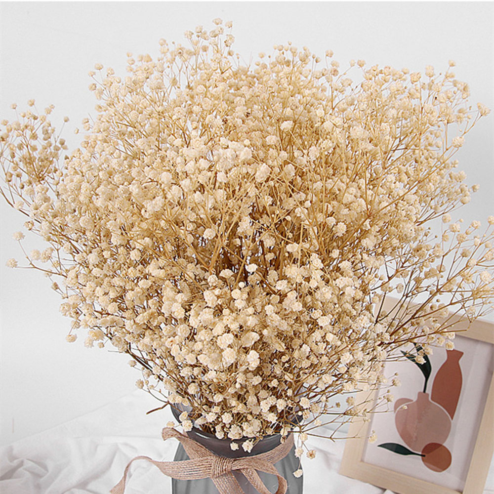 Real Baby Breath Dried Flowers - Baby Breath Dried บทวิจารณ์และราคา