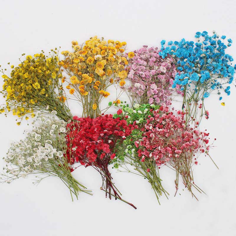 7-10CM,Real Natural Dried Pres - Baby Breath Dried บทวิจารณ์และราคา