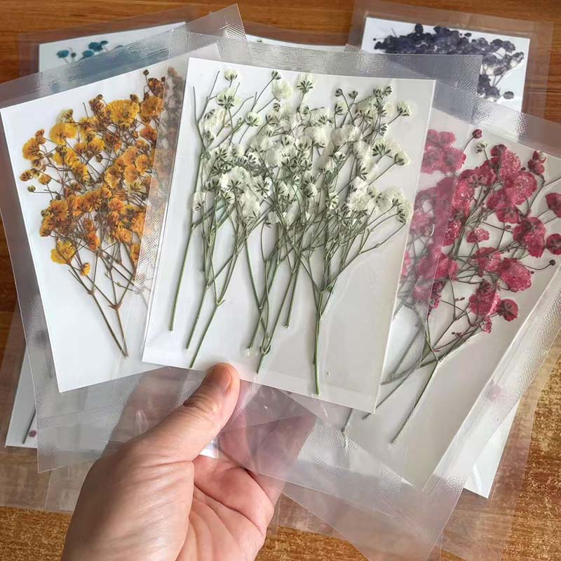 7-10CM,Real Natural Dried Pres - Baby Breath Dried บทวิจารณ์และราคา