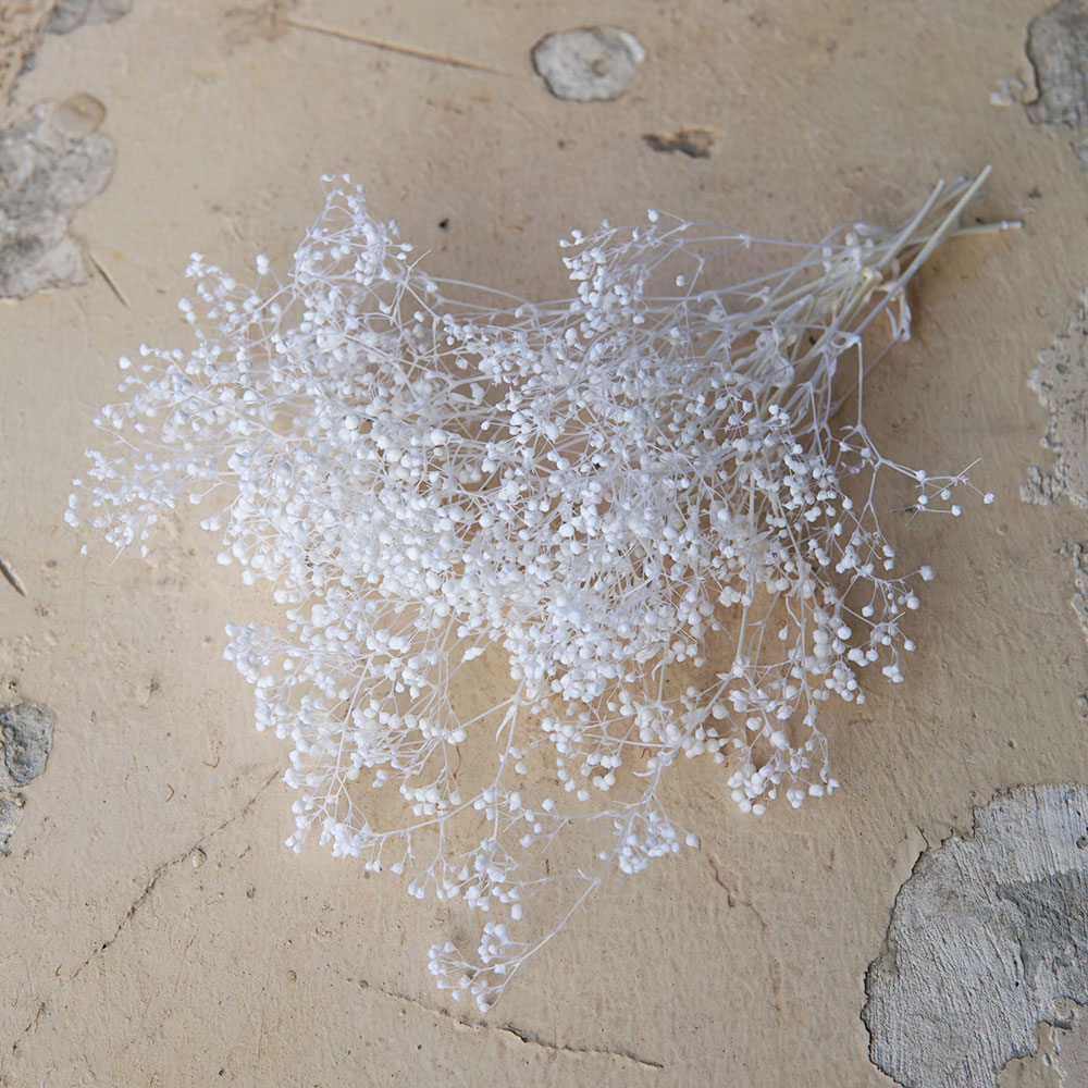 5g/Mini Baby Breath Dried Pres - Baby Breath Dried บทวิจารณ์และราคา
