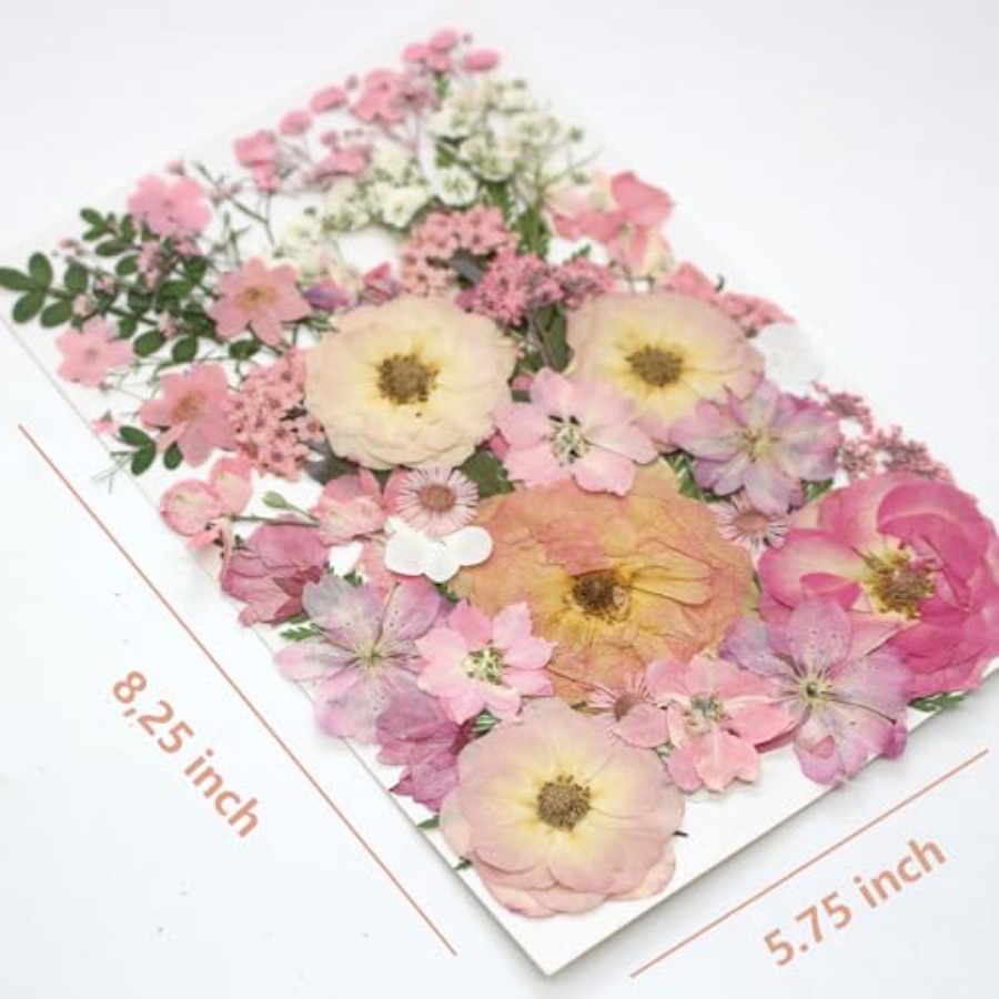 14 Types Pink Dried Pressed Fl - Baby Breath Dried บทวิจารณ์และราคา