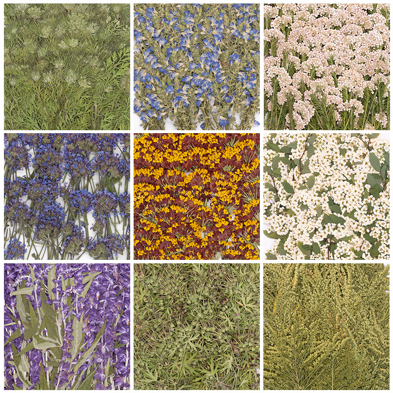 500Pcs Large Package of Fern P - Baby Breath Dried บทวิจารณ์และราคา