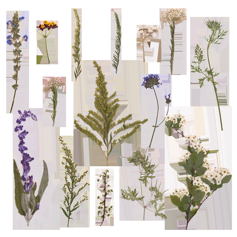 500Pcs Large Package of Fern P - Baby Breath Dried บทวิจารณ์และราคา