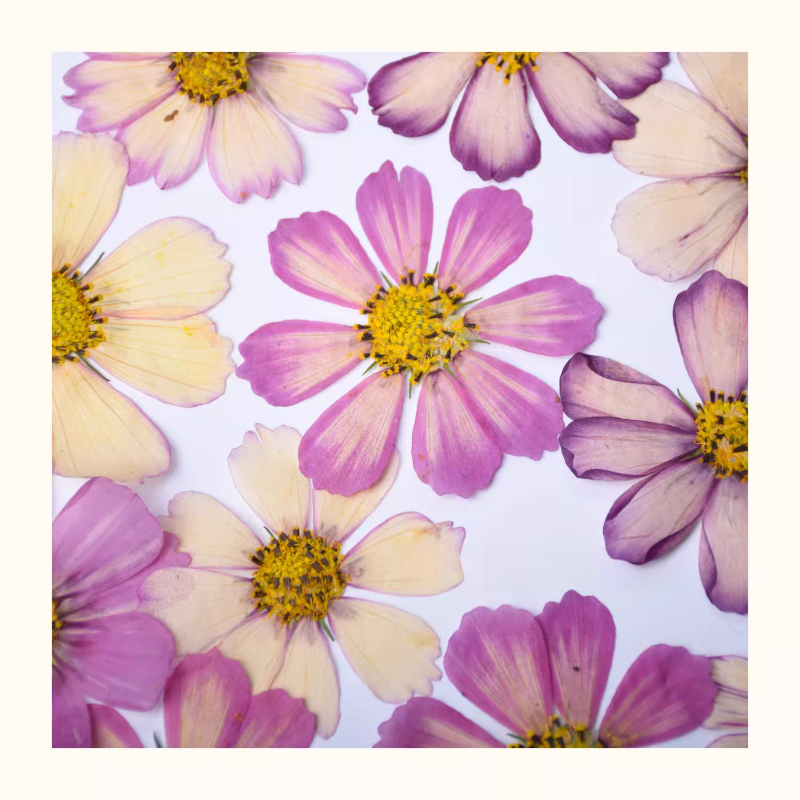 Gradual Color Gesang Petals Re - Baby Breath Dried บทวิจารณ์และราคา