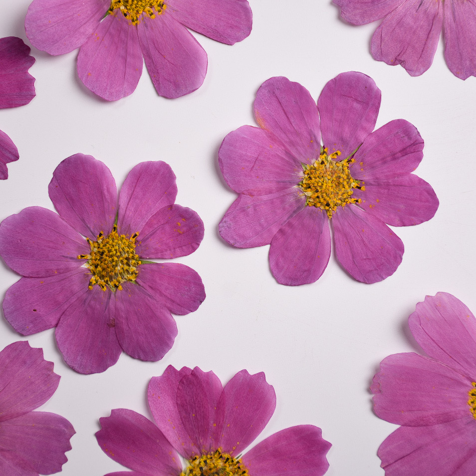 Gradual Color Gesang Petals Re - Baby Breath Dried บทวิจารณ์และราคา