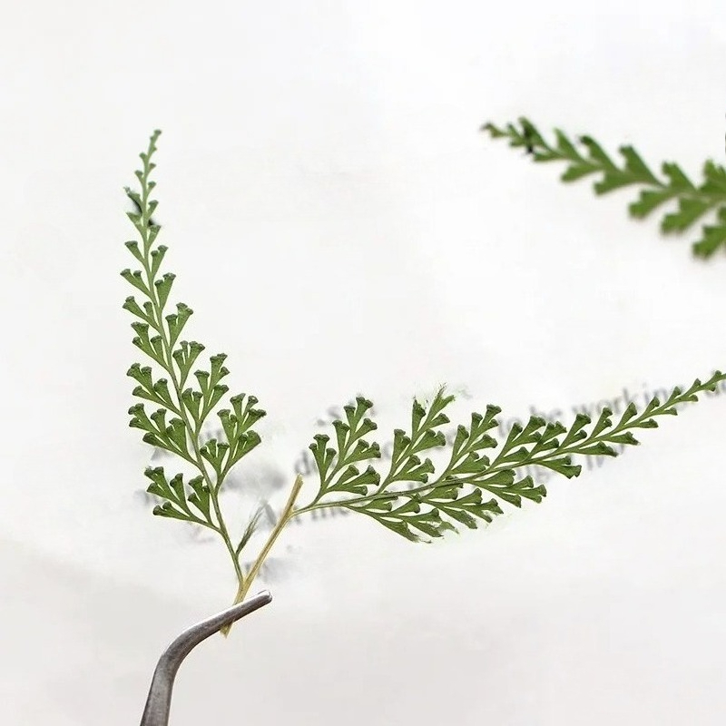 Nature Pressed Fern Branches,d - Baby Breath Dried บทวิจารณ์และราคา