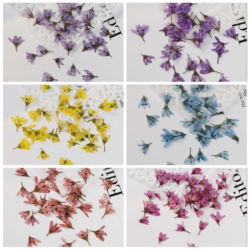 0.5-1cm/20pcs,Mini Pressed Pen - Baby Breath Dried บทวิจารณ์และราคา