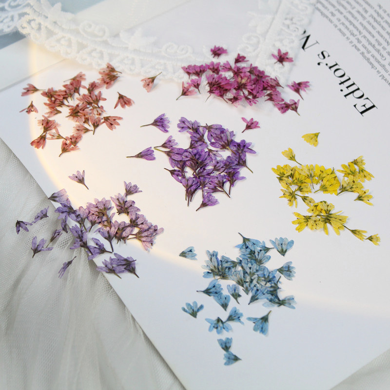 0.5-1cm/20pcs,Mini Pressed Pen - Baby Breath Dried บทวิจารณ์และราคา