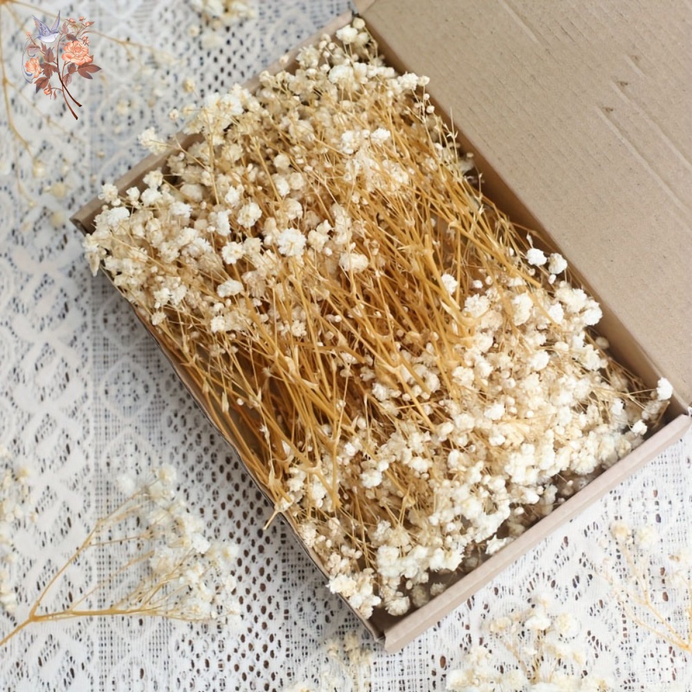 100pcs Mini Dried Baby's Breat - Baby Breath Dried บทวิจารณ์และราคา